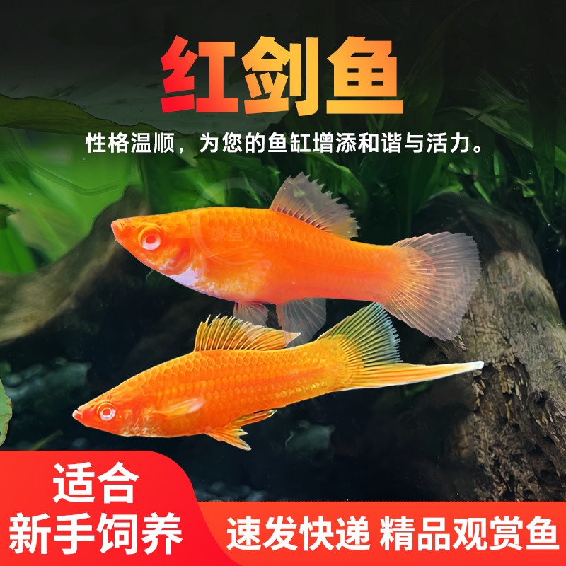 红白剑红箭鱼红剑鱼淡水金鱼红色鱼发财鱼新手耐养观赏鱼小型活鱼