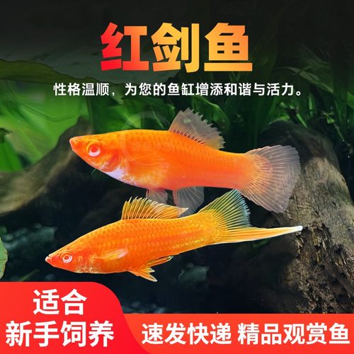 红白剑红箭鱼红剑鱼淡水金鱼红色鱼发财鱼新手耐养观赏鱼小型活鱼