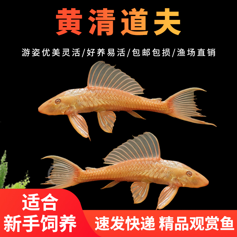 黄清道夫鱼缸除藻清洁垃圾工具鱼