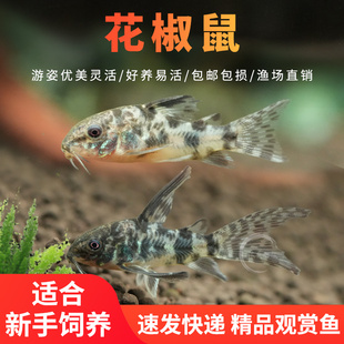 花椒鼠清道夫热带观赏鱼白鼠咖啡鼠鱼小型鱼缸清洁鱼宠物工具活鱼