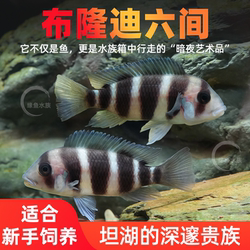 三湖慈鲷鱼布隆迪六间鱼鹅头皇冠坦鲷鱼缸活体热带观赏宠物小型鱼