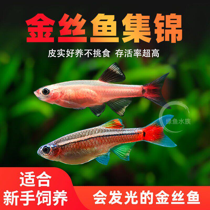 白云金丝鱼冷水鱼斑马鱼灯鱼小型鱼原生鱼红尾灯科鱼观赏鱼活体