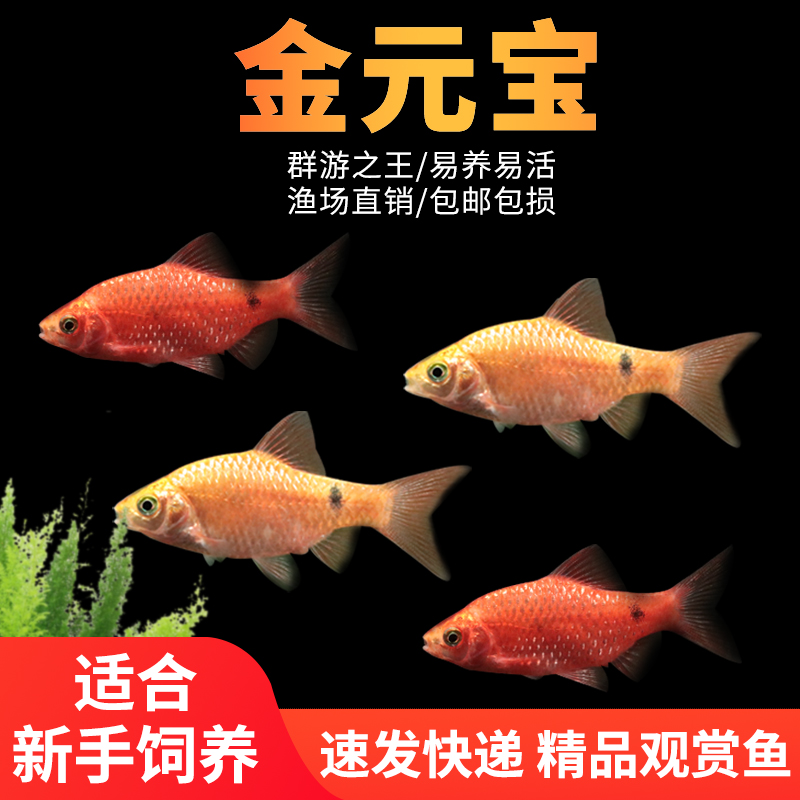 金元宝鱼玫瑰鲫鱼观赏鱼