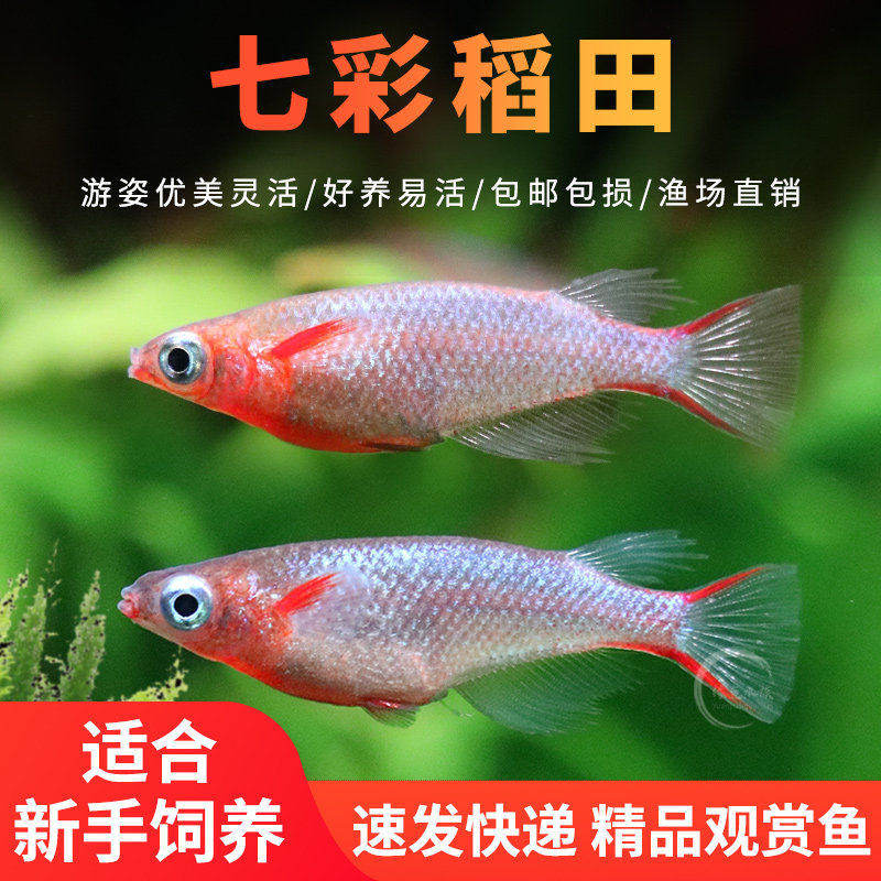 七彩稻田鱼观背七彩霓虹稻田鱼小型热带鱼淡水鱼观赏鱼梦幻鳉科鱼