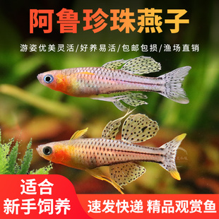 大帆阿鲁珍珠燕子 热带观赏鱼草缸群游鱼蓝霓虹黄帆桔色活体鱼