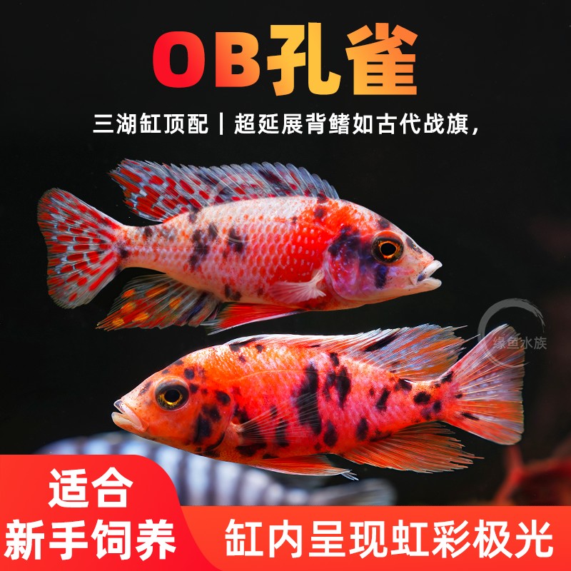 三湖慈鲷包邮耐活中性新手好养