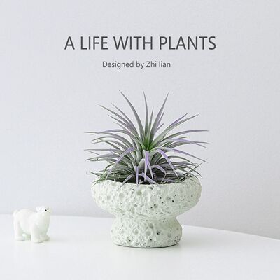 空气凤梨办公室桌面绿植室内小盆栽植物好养四季懒人情绪稳定花卉