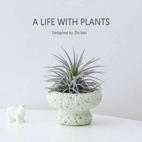 空气凤梨办公室桌面绿植室内小盆栽植物好养四季懒人情绪稳定花卉