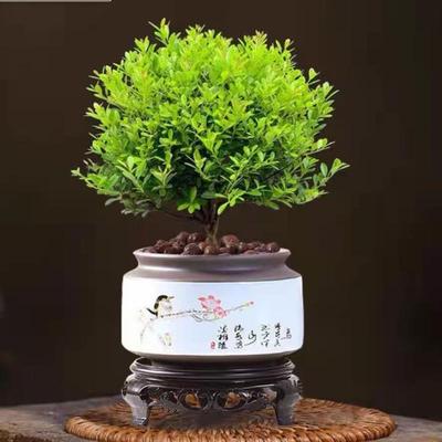 小叶赤楠盆景老桩植物办公室绿植室内盆栽好养活四季常青绿色植物