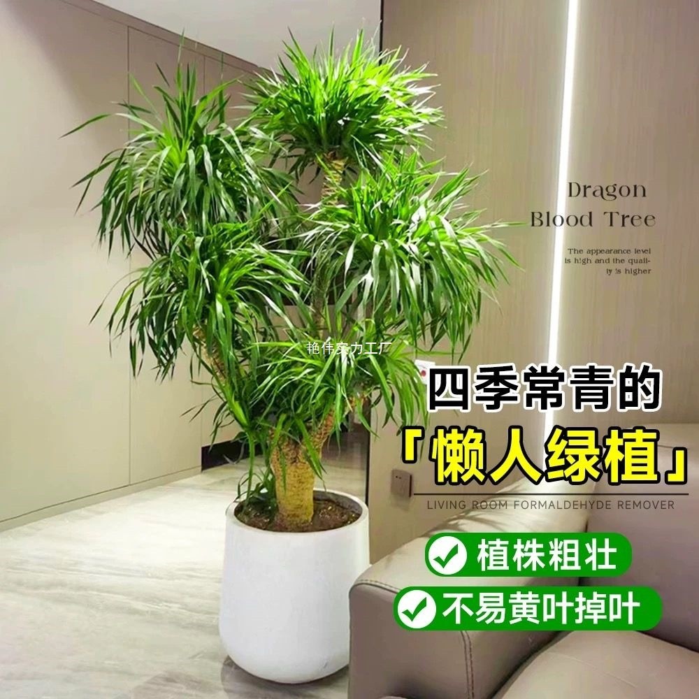 龙血树客厅绿植多头龙须树龙铁树客厅绿植室内大型龙血树植物盆栽