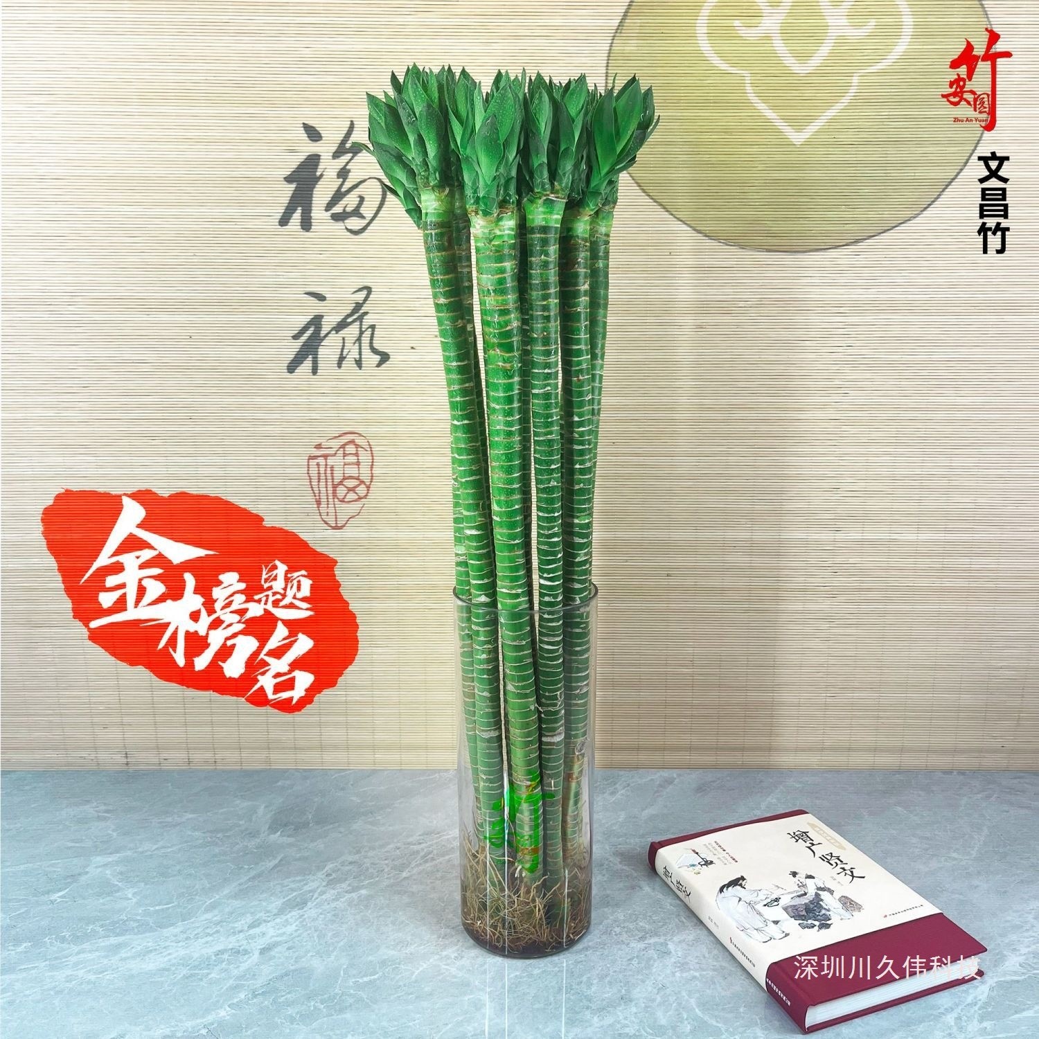 多芽文昌竹龙竹带根富贵竹水养观音竹竹客厅室内水培绿植盆栽