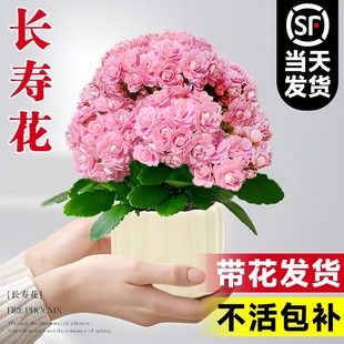 新品长寿花盆栽带花苞室内花卉绿植办公室桌面四季重瓣大花苗植物