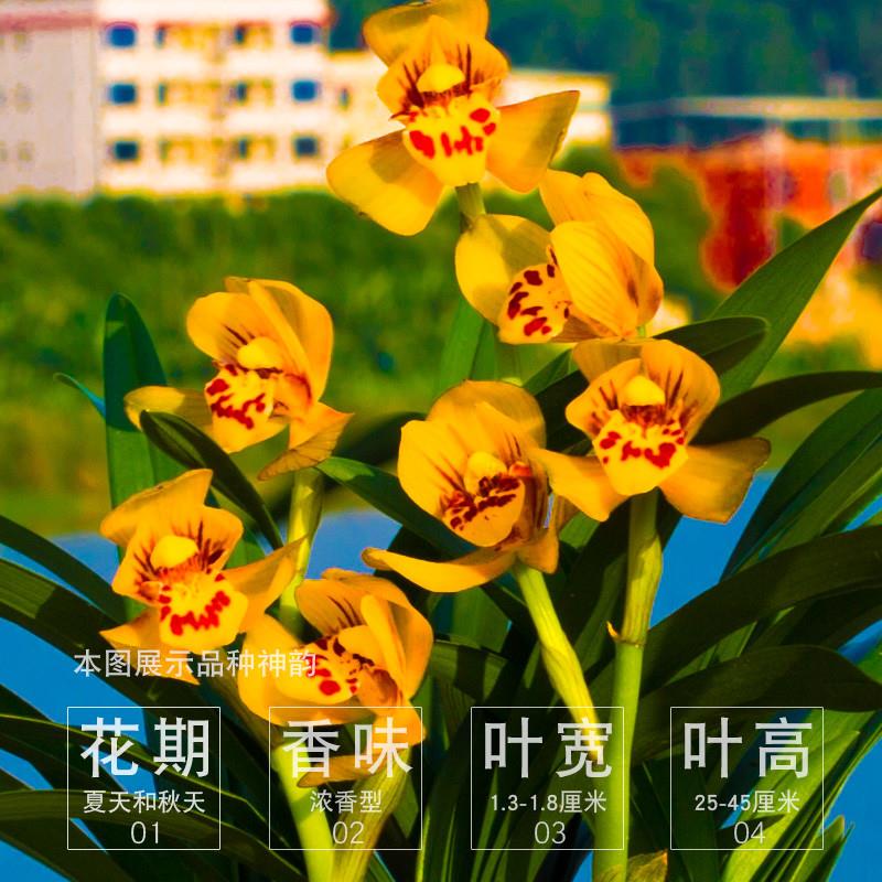 两件八折名贵兰花苗浓香花卉品种植物建兰兰草四季兰盆栽