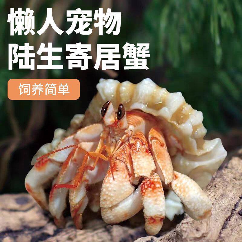 陆生寄居蟹新手易养宠物蟹小豆丁儿童节礼物爬宠缸懒人观赏迷你蟹