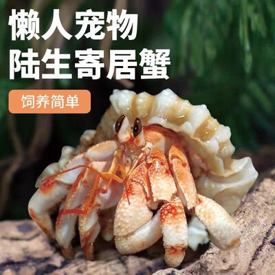 陆生寄居蟹新手易养宠物蟹小豆丁儿童节礼物爬宠缸懒人观赏迷你蟹