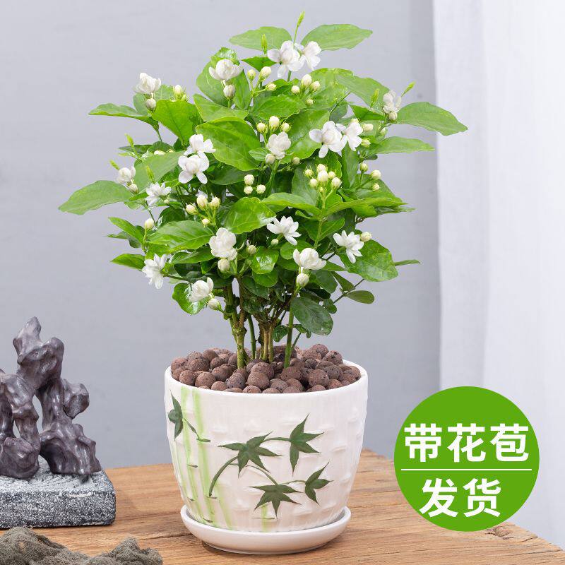 茉莉花盆栽重瓣浓香开花不断四季好养室内阳台庭院驱蚊防蚊观花卉