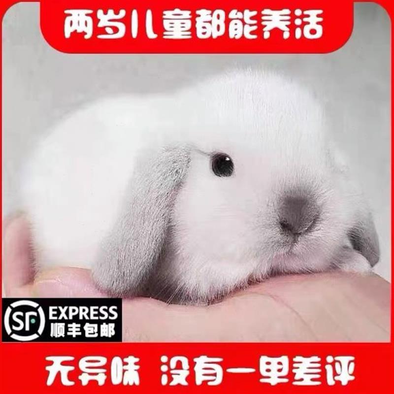 网红宠物兔子霜白垂耳兔活物白色侏儒兔长不大适合小孩子养的宠物