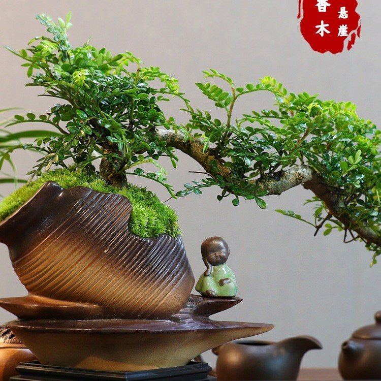 意境悬崖清香木盆景驱蚊提神新中式室内好养桌面摆件绿植花卉盆栽