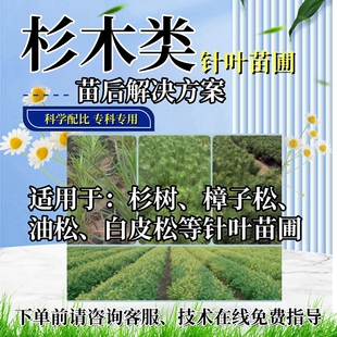 白皮松除草剂油松樟子松树杉树除草剂禾阔双除杉木除草剂松树除草