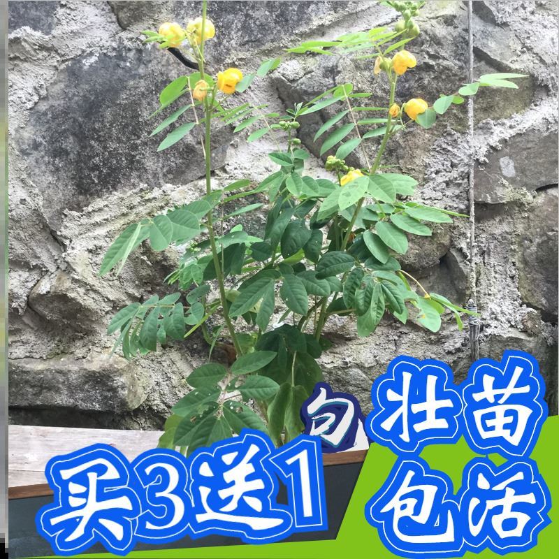 驱蛇植物价格 驱蛇植物图片 星期三 驱蛇植物价格 驱蛇植物图片 星期三