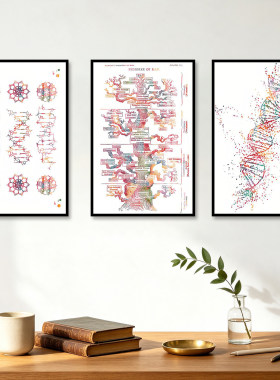 细胞染色体有丝分裂遗传学科普挂画DNA双螺旋结构图生物学装饰画