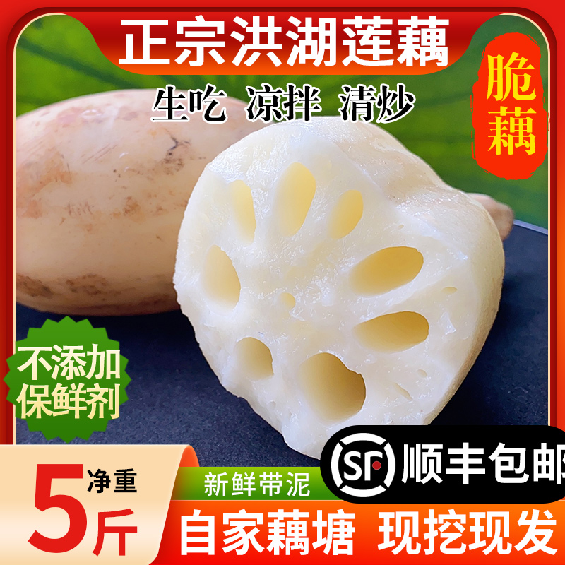 正宗洪湖新鲜湖北特产粉藕尖包邮