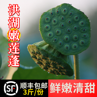 湖北洪湖嫩莲蓬新鲜生吃莲子米嫩甜水果当季3斤现摘现发