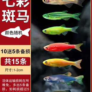 大号斑马鱼热带观赏鱼孔雀鱼灯科红绿灯鱼小型活鱼冷水鱼淡水好养