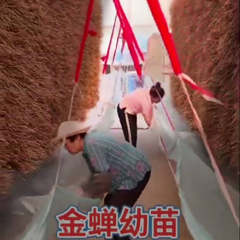 泰丰金蝉卵枝编织机 电动稻草蒲草芦苇编织机 物流运输覆盖草毡子