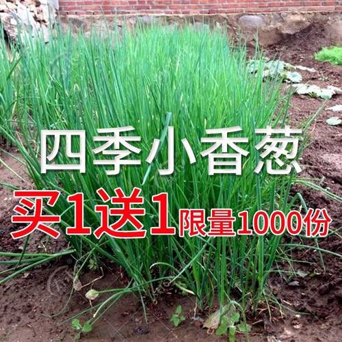 四季分葱种子盆栽四季