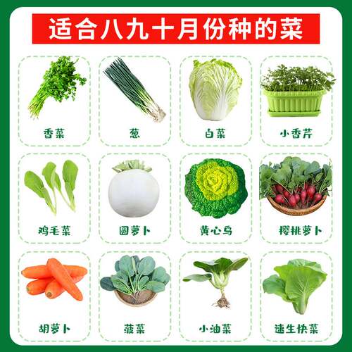 蔬菜适合八九月份秋天四季韭菜籽