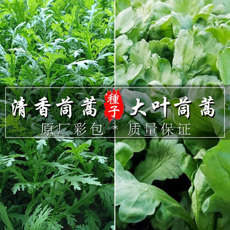 茼蒿种子清香小叶茼蒿种籽大叶茼蒿菜家庭园艺大田用春秋蔬菜种子