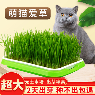 猫草种籽小麦种子大麦麦芽糖水培种植芽苗菜小麦草猫用除毛球种子