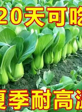 上海抗热605耐热上海青小油菜