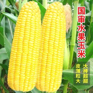 超甜水果玉米种子大棒早熟高产香甜糯四季生吃大田种植种子