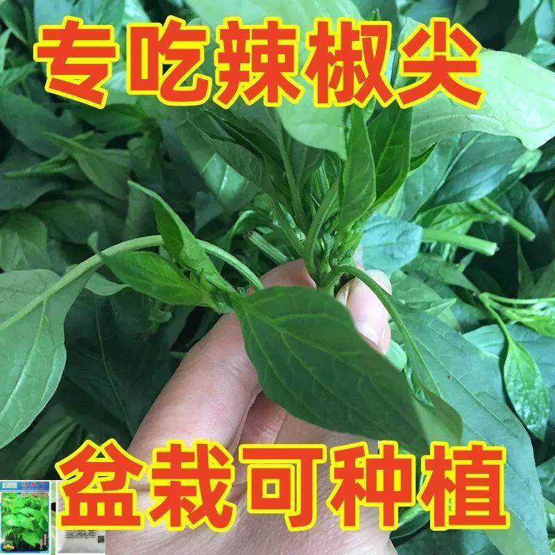 高钙辣椒叶种子专吃叶子抗病特色蔬菜四季阳台盆栽辣椒籽辣椒苗孑
