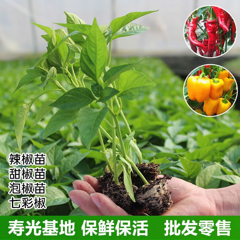辣椒甜椒魔鬼椒杭椒菜椒线椒朝天椒薄皮椒蔬菜苗盆栽五彩泡椒种子
