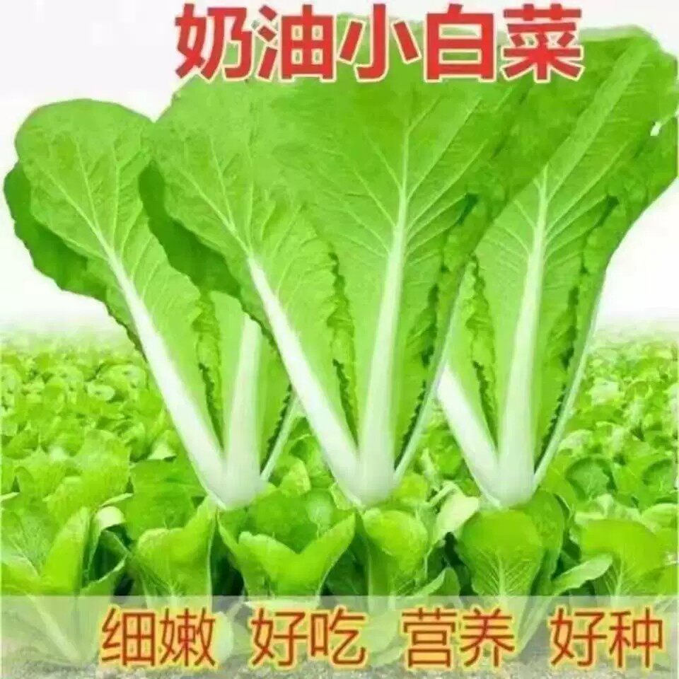 奶油小白菜种子耐寒耐热四季种植紫色白菜正宗农家老品种速生高产