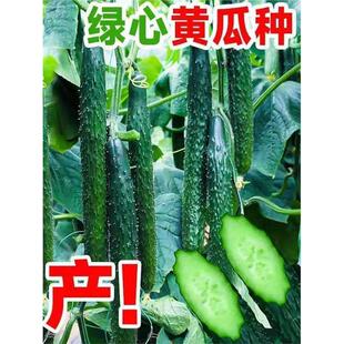 A黄瓜种子津研4号黄瓜种籽长刺黄瓜种子春夏秋庭院阳台盆栽蔬菜种