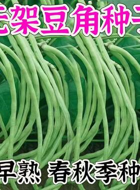 无架长豆角种子不搭架豇豆绿色蔬菜种子无筋农家新鲜正品懒人豆角