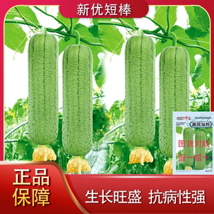 湘妹子新优短棒丝瓜种子早中熟绿色微皱短圆筒形丝瓜原装正品高产