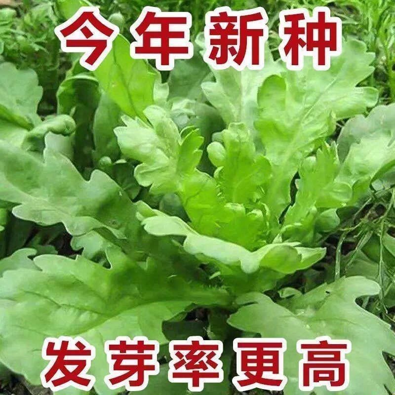 大叶茼蒿种子皇帝菜春季夏秋冬盆栽阳台四季青蔬菜种籽孑现在农家