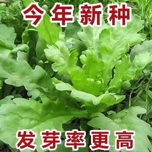 大叶茼蒿种子皇帝菜春季夏秋冬盆栽阳台四季青蔬菜种籽孑现在农家