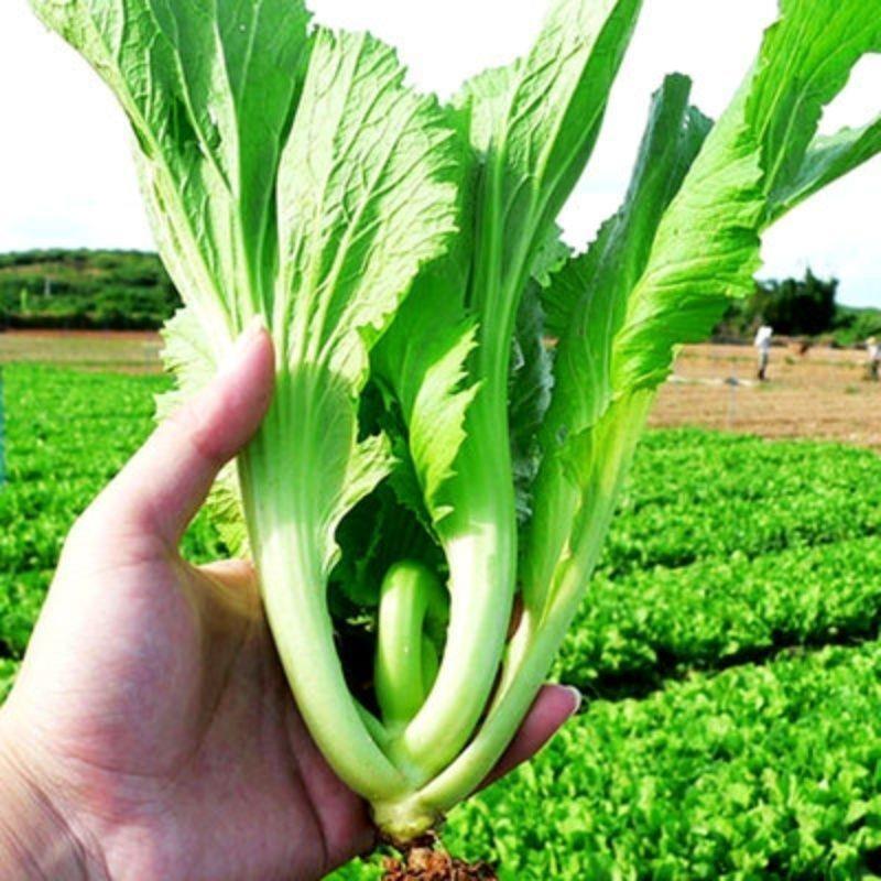 大肉包心芥菜种子腌制酸