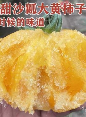 黄色大西红柿种子沙瓤大黄柿子种子老品种西红柿阳台盆栽蔬菜种子