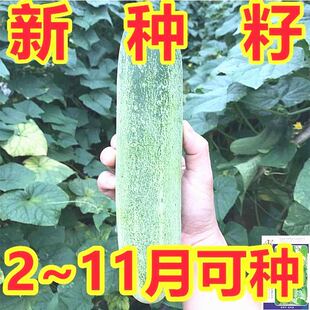 【今年新种】本地黄瓜种子压塌架老品种旱黄瓜种籽春秋季蔬菜种子
