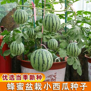 蜂蜜盆栽小西瓜种子西瓜高产四季种植阳台播美庭院盆栽水果种子孑