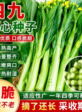 广东四九菜心种子四季播甜红菜苔速生青菜种籽蔬菜苗秧菜籽孑种植