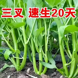 三叉空心菜三丫大杆耐热高产叶脆嫩阳台盆栽农家四季播种易活蔬菜