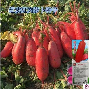 红心红皮萝卜种子胭脂红透心红甜脆萝卜籽四川腌制泡萝卜田园蔬菜